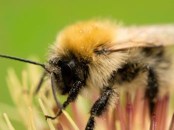 Close-up of bee pollinating on flower