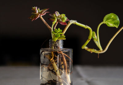 Close-up of potted plant on table