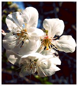 Close-up of white flower