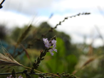Close-up of purple flowering plant in field