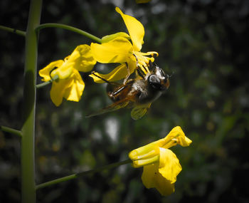 Close-up of bee pollinating on yellow flower