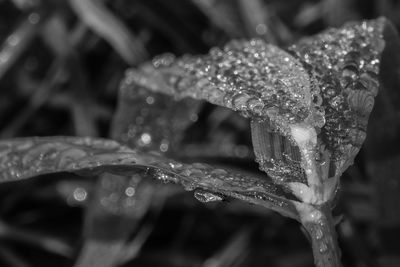 Close-up of raindrops on plant during rainy season