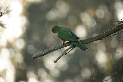 Low angle view of bird perching on branch