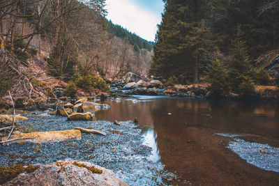 Scenic view of lake in forest