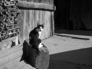 Portrait of cat sitting on wooden bench