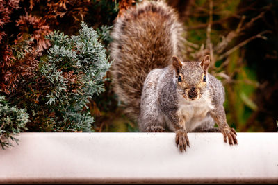 Portrait of squirrel