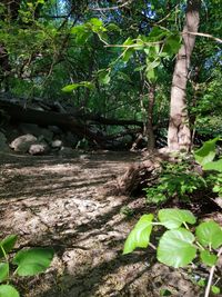 Trees growing in forest