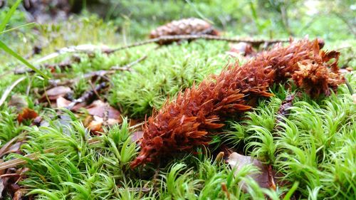 Close-up of pine cone on mossy field