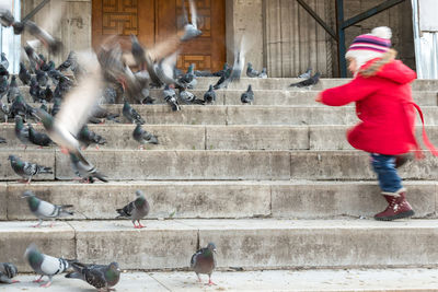 View of birds flying against the wall