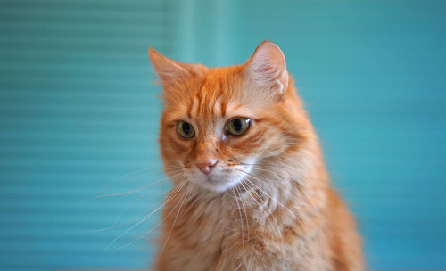 Close-up portrait of a cat