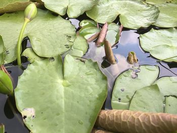 Close-up of leaves