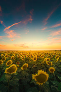 Close-up of yellow flowers growing in field against sky