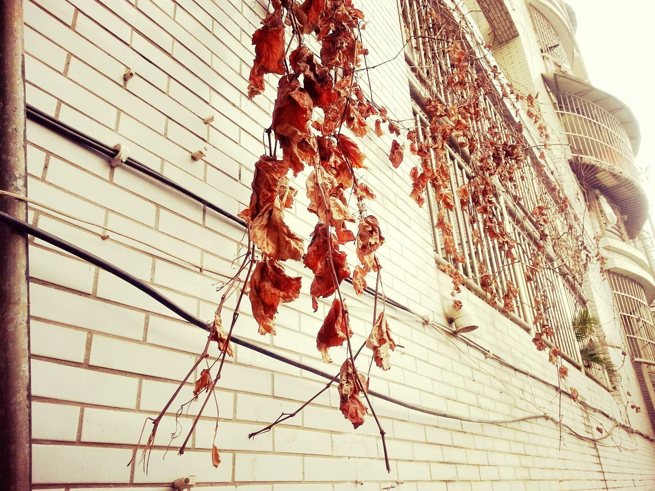 architecture, built structure, building exterior, low angle view, wall - building feature, hanging, brick wall, wall, old, no people, day, outdoors, close-up, house, plant, building, weathered, damaged, shadow, metal