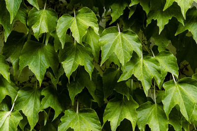 Full frame shot of leaves on plant