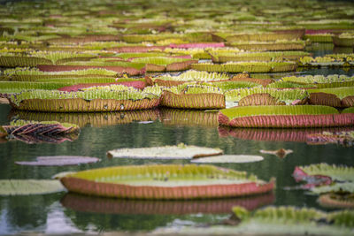 View of lotus water lily in lake