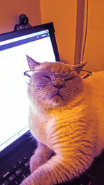 Close-up of a cat on table at home