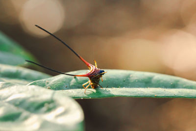 Close-up of insect