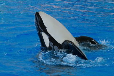 Killer whale swimming in sea