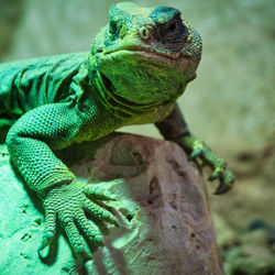 Close-up of lizard