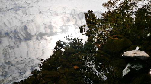 High angle view of plants floating on lake