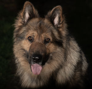 Close-up portrait of a dog over black background