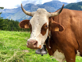 Cow in a field