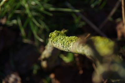 Close-up of green plant