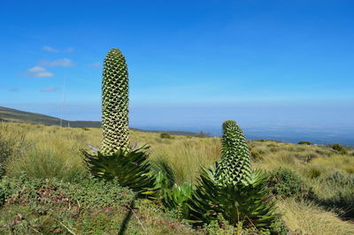 Giant lobelia - lobelia deckenii at mount kenya national park, kenya