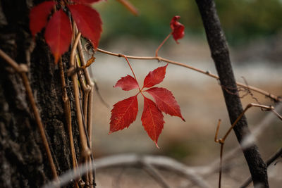 Close-up of red hibiscus on tree