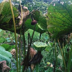 Close-up of plants against trees