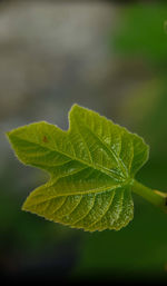 leaf