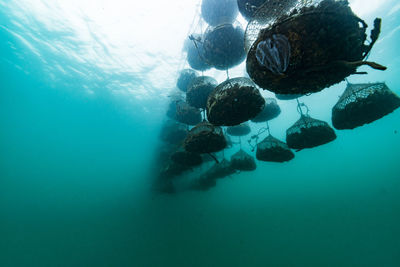 View of jellyfish swimming in sea