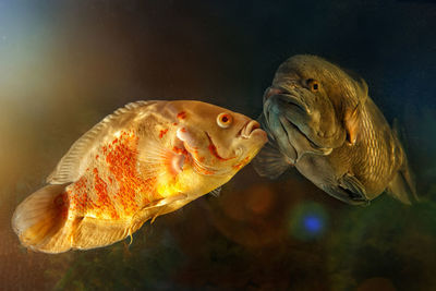 Dreamlike underwater world in an aquarium. large freshwater fish swim in the aquarium.