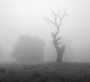 Bare trees on field during foggy weather