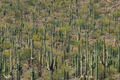 Panoramic view of pine trees in forest