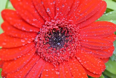 Close-up of wet red flower