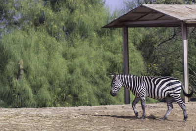 Wild zebra in a zoologic park