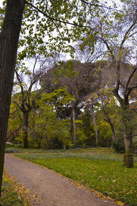 Trees in park