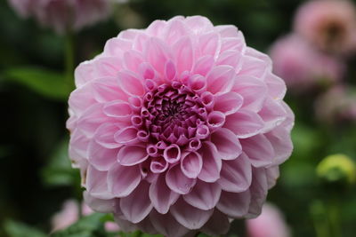 Macro shot of pink flower