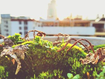 Close-up of plants in city against sky