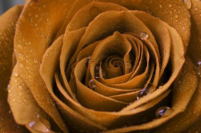 Close-up of wet rose