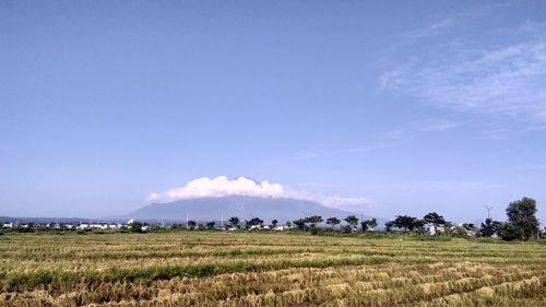 Scenic view of agricultural field against blue sky