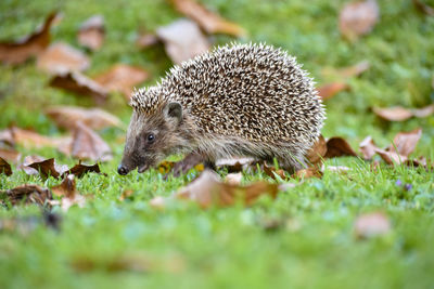 Close-up of a reptile on a field