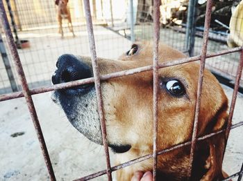 Close-up of a dog in a cage