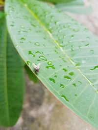 High angle view of insect on leaf