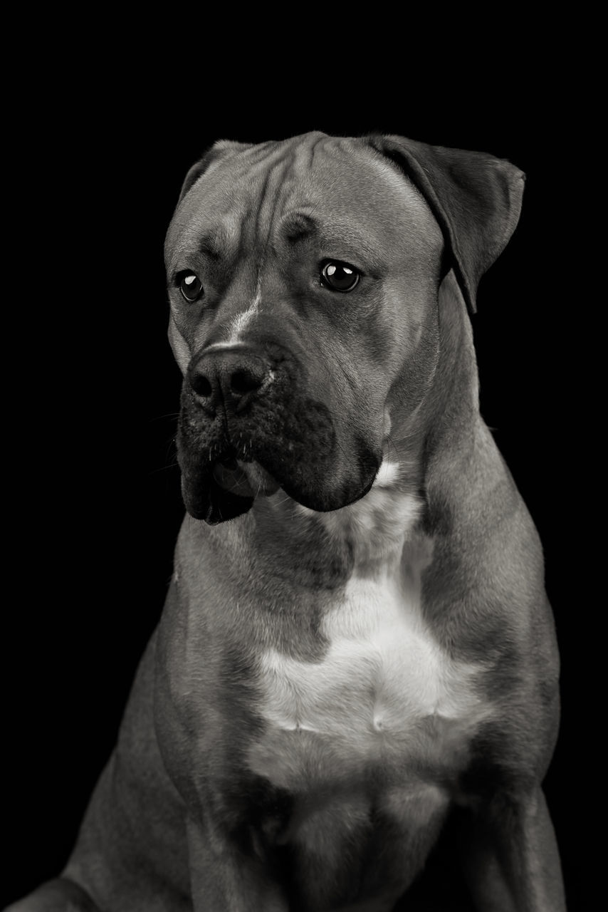 CLOSE-UP PORTRAIT OF A DOG