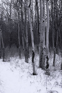 Bare trees in forest during winter