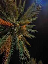 Close-up of palm tree at night