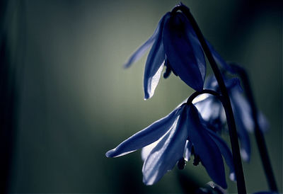 Close-up of flowers blooming outdoors