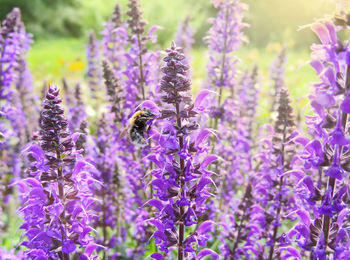 Close-up of bee pollinating on lavender